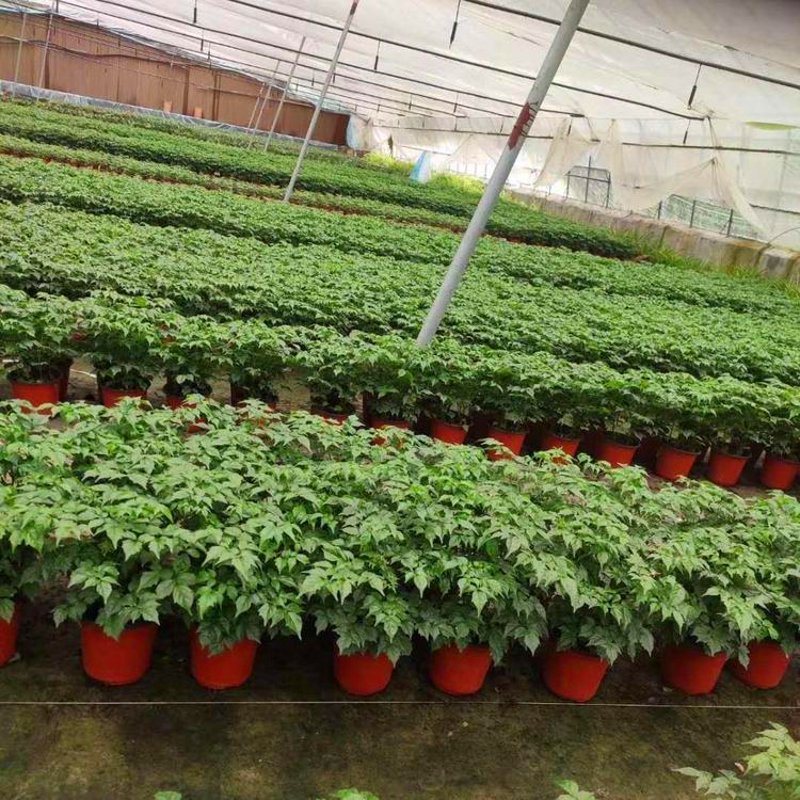 选购绿化苗木的实用指南