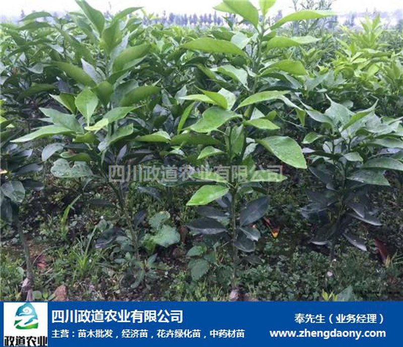 如何选择满意的沭阳花木批发