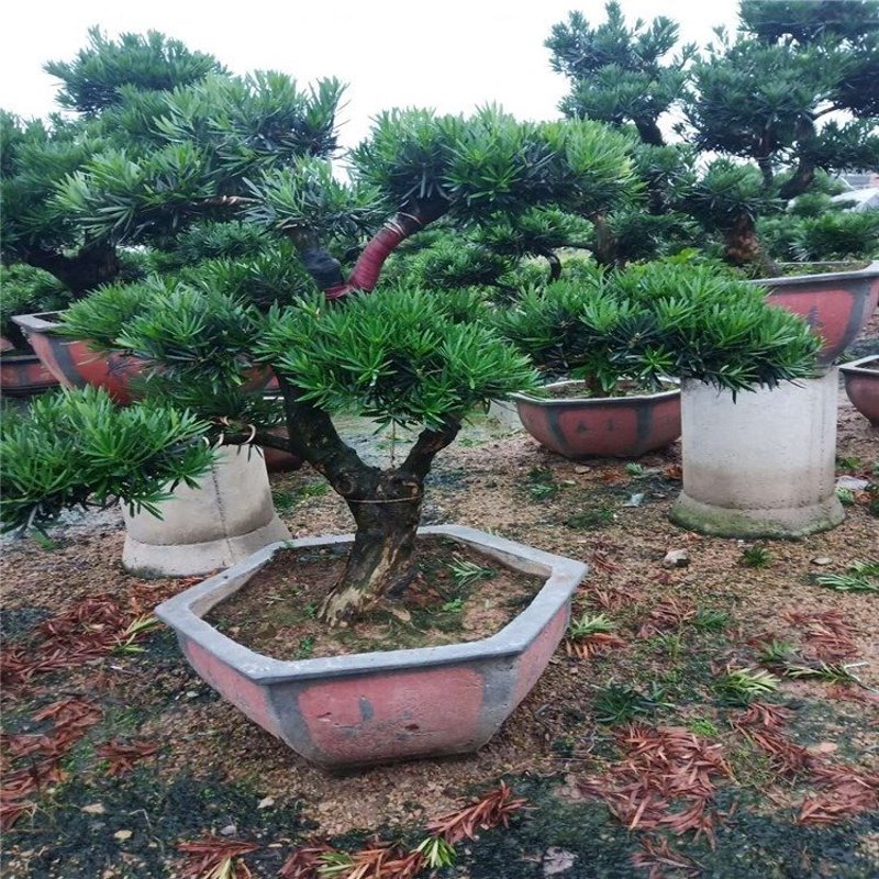 沭阳花木批发：行业动态与市场趋势