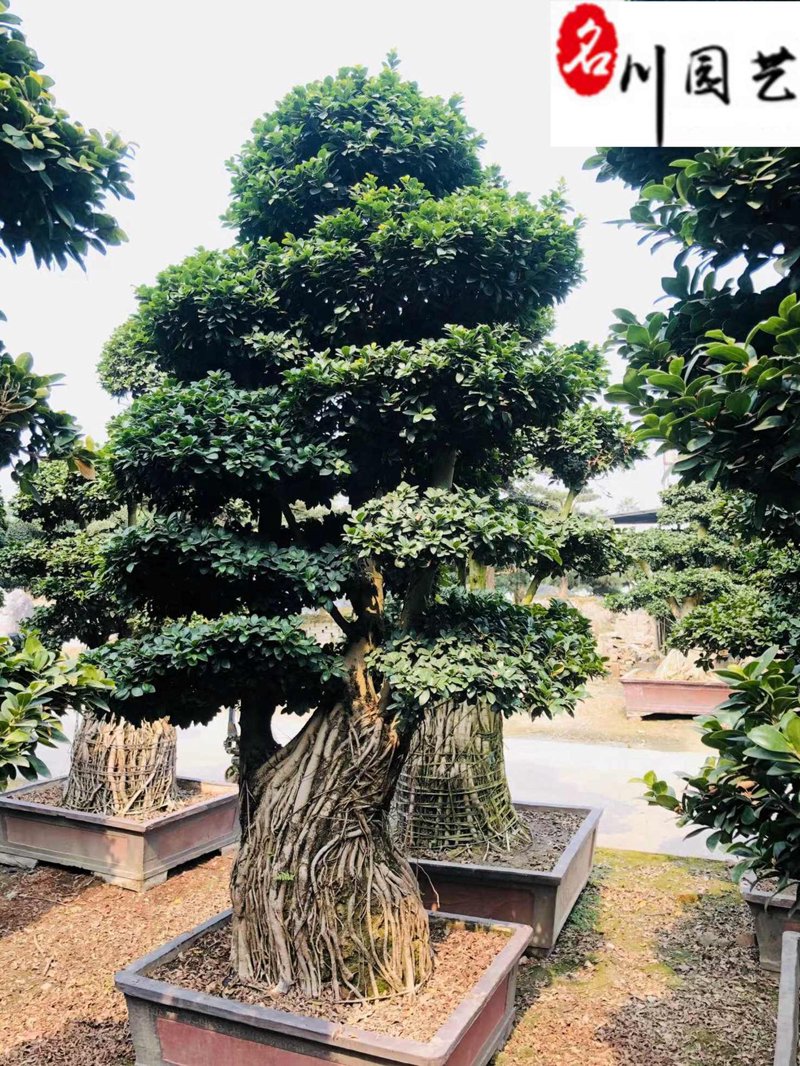 沭阳花木批发，花卉行业的璀璨明珠