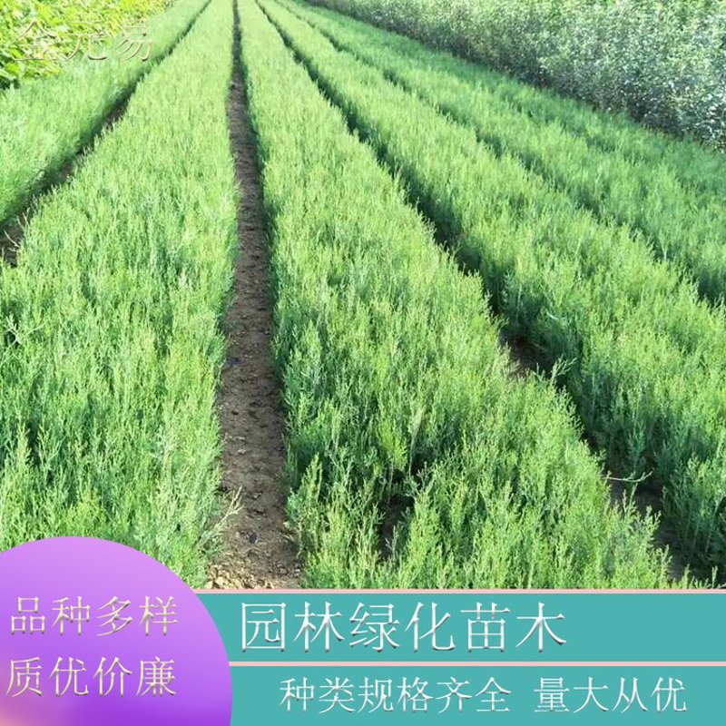 苗圃直供
