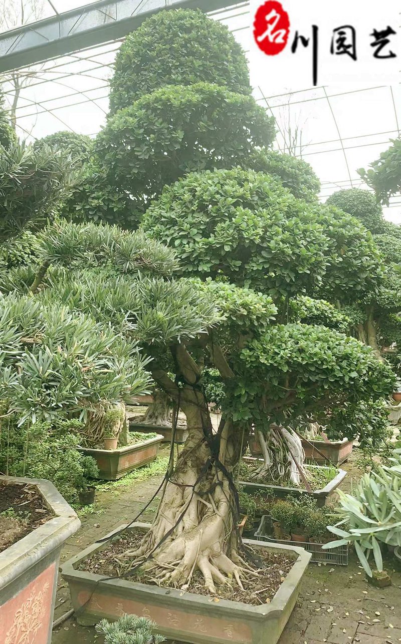 沭阳花木批发：行业动态与市场趋势